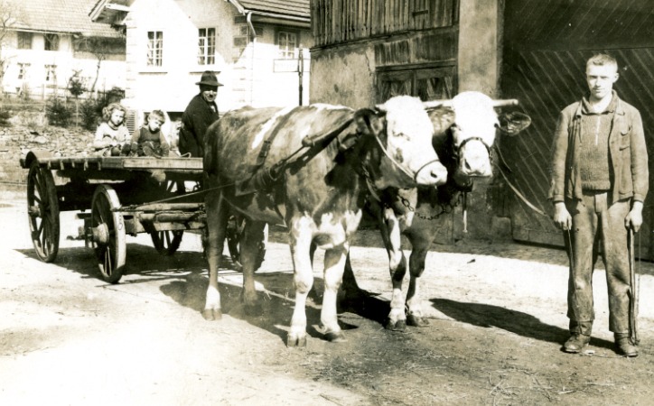 Louis Humbel mit dem Kuhgespann, auf dem Wagen Max Humbel, 1934