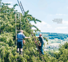 Stamm, Baum