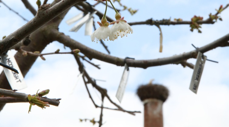 Erste Kirschenblüten