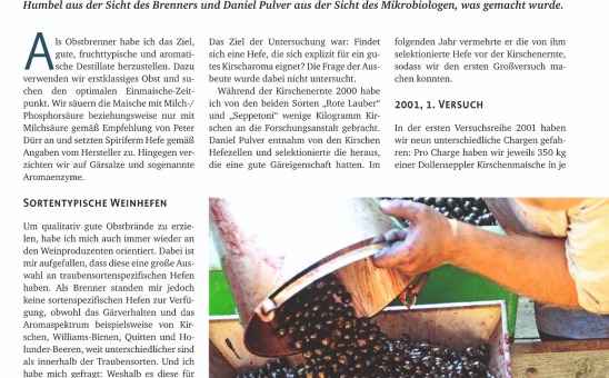 Herstellung von Kirschbrand mit Wildhefen