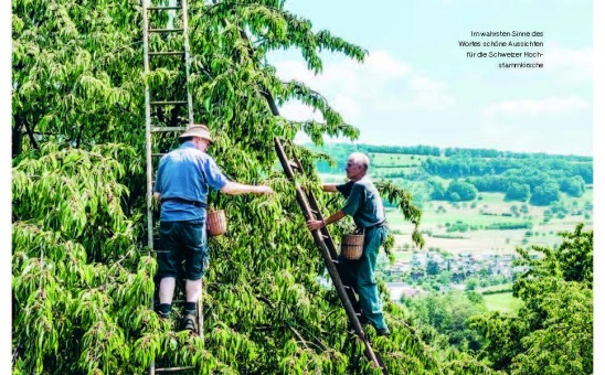 Stamm, Baum