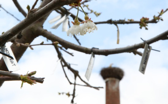 Erste Kirschenblüten