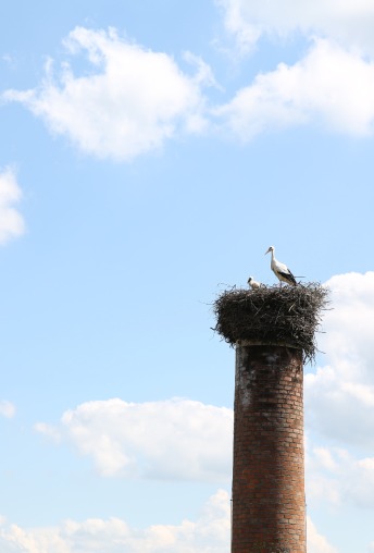 Humbel Hochkamin Storch Stetten 