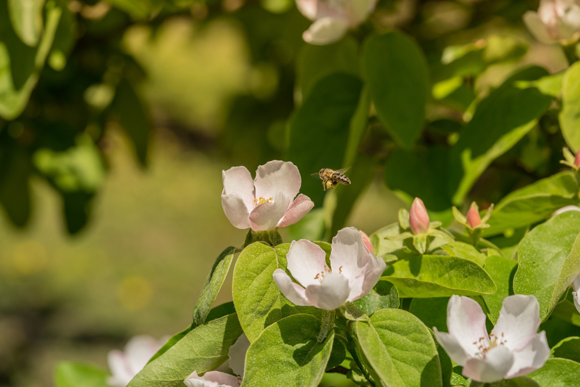 Humbel Brennerei Beat's Quittenblüten mit Biene