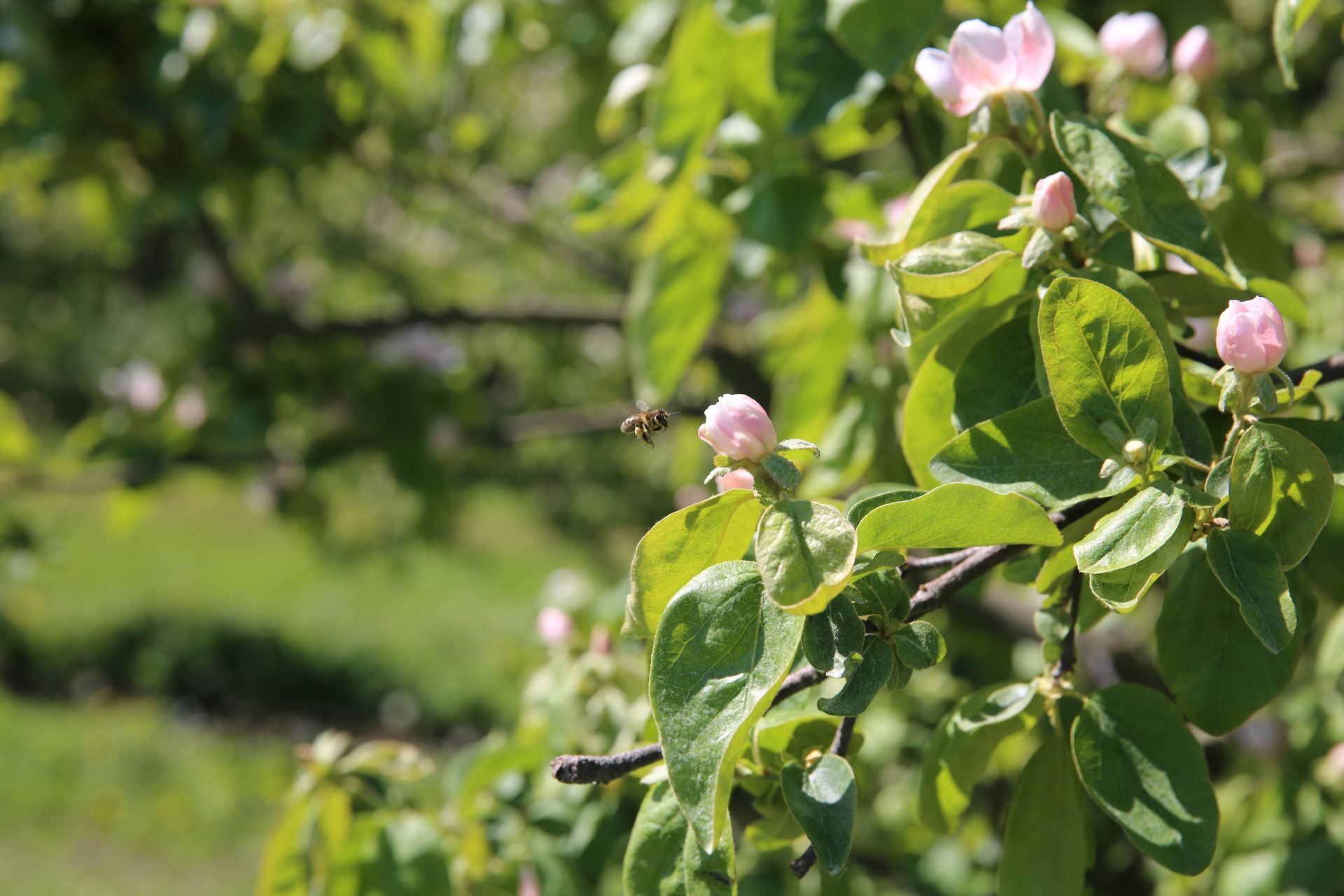 Humbel Brennerei Beat's Quittenblüten mit Biene